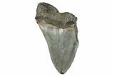 Partial Fossil Megalodon Tooth - South Carolina #277384-1